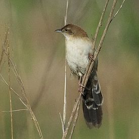 Afrikanviuhkakerttunen (Schoenicola brevirostris)