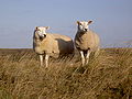 Deux brebis texel.