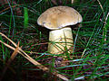 !Tylopilus felleus!