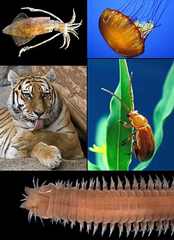 Clockwise from top-left: Loligo vulgaris (a mollusc), Chrysaora quinquecirrha (a cnidarian), Aphthona flava (an arthropod), Eunereis longissima (an annelid), and Panthera tigris (a chordate).