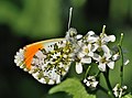 Anthocharis cardamines