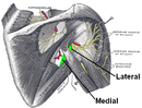 Axillary space