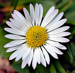 Daugiametė saulutė (Bellis perennis)