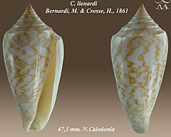 Description de l'image Conus lienardi.jpg.