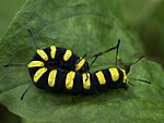 Acronicta alni – Raupe