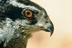 Hønsehauk, Accipiter gentilis Foto: U.S. Fish and Wildlife Service, Public domain