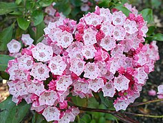 'Clementine Churchill' in the Real Jardín Botánico de Madrid