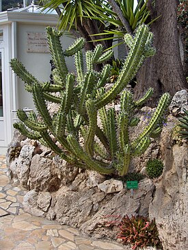 Myrtillocactus cochal -härmekaktus.