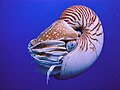 Nautilus belauensis (live)