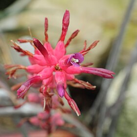 Crauá possui folhas listradas e flor com pétalas purpúreas.