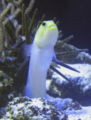 Opistognathus aurifrons, aka the Yellowhead jawfish