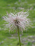 File:Pulsatilla alpina fruit.JPG