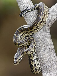 Juvenile, southern African subspecies: Note the small scales on the top of the head and the comparatively reduced markings on the side of the head.