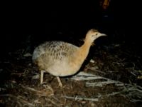 Red-winged Tinamou