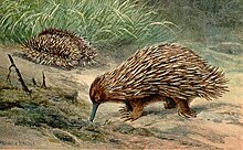 Short beaked Echidna.jpg