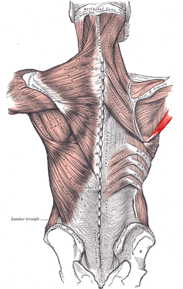 Musculus teres major