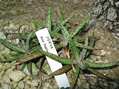 Aloe fragilis (Алое крихке)