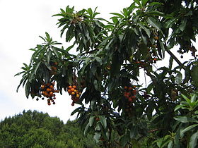 Arbutus canariensis.