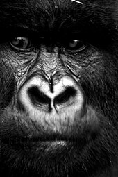 Close-up of a gorilla's face