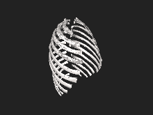 BodyParts3D Rib.stl