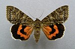 Catocala nupta – Specimen