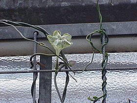 Ceropegia sandersonii