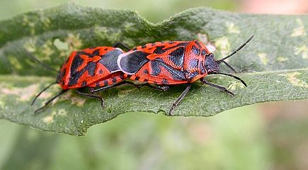 Punaises rouge du chou Eurydema ornatum accouplées