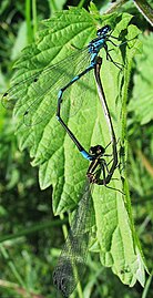 mating, with young adult female blue form