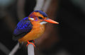 Image 29African pygmy kingfisher, showing coloration shared by all adults of that species to a high degree of fidelity. (from Speciation)