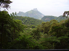 Uitzicht over de flora van het Nationaal park Tijuca