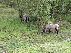 Zone humide vue du dessus, un cheval gris broute l'herbe.