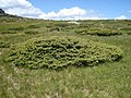 Juniperus communis subsp. alpina, ann an Vitosha, Bulgàiria]]