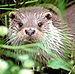 Otter at the Otter Centre