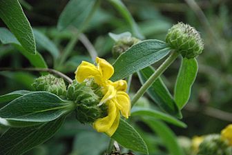 Phlomisa (Phlomis)