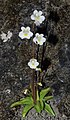 Pinguicula alpina