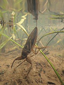 獲物をじっと待つタガメ