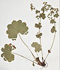 Miniatura para Alchemilla coriacea