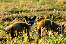 Two small (juvenile) foxes, one looking at the viewer and the other turned away, on a grassy field