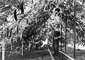 I cetrioli raggiungevano il soffitto in una serra a Richfield, Minnesota, dove gli orticoltori coltivavano un'ampia varietà di prodotti in vendita a Minneapolis, 1910 circa.