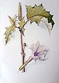 Datura stramonium