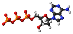 Ball-and-stick model of the deoxyadenosine triphosphate anion