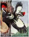 Pileated woodpecker, from Birds of New York (1910–1914)