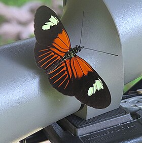 Fotografia da borboleta Heliconius melpomene, uma espécie variável da tribo Heliconiini na região neotropical das Américas[1], que apresenta coloração aposemática e participa de diversas associações miméticas de espécies.