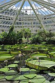 Giant waterlilies in the Victoria Greenhouse