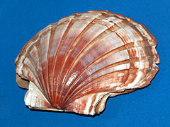 Pecten albicans