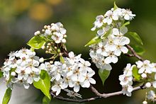 Clusters of white flowers