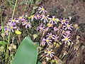 Felicia tenella, Tienie Versfeld Wildflower Reserve