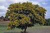 Vachellia karroo S-0008 12329