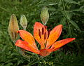 Lilium bulbiferum au Jardin botanique alpin La Jaÿsinia à Samoëns (Haute-Savoie).