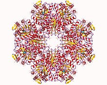 Modello tridimensionale dell'enzima